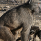 Imagen para el artículo titulado La razón por la que algunas mamás primates llevan consigo a sus bebés muertos